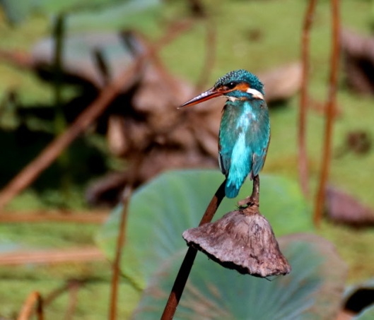 kingfisher-at-bird-sanctuary